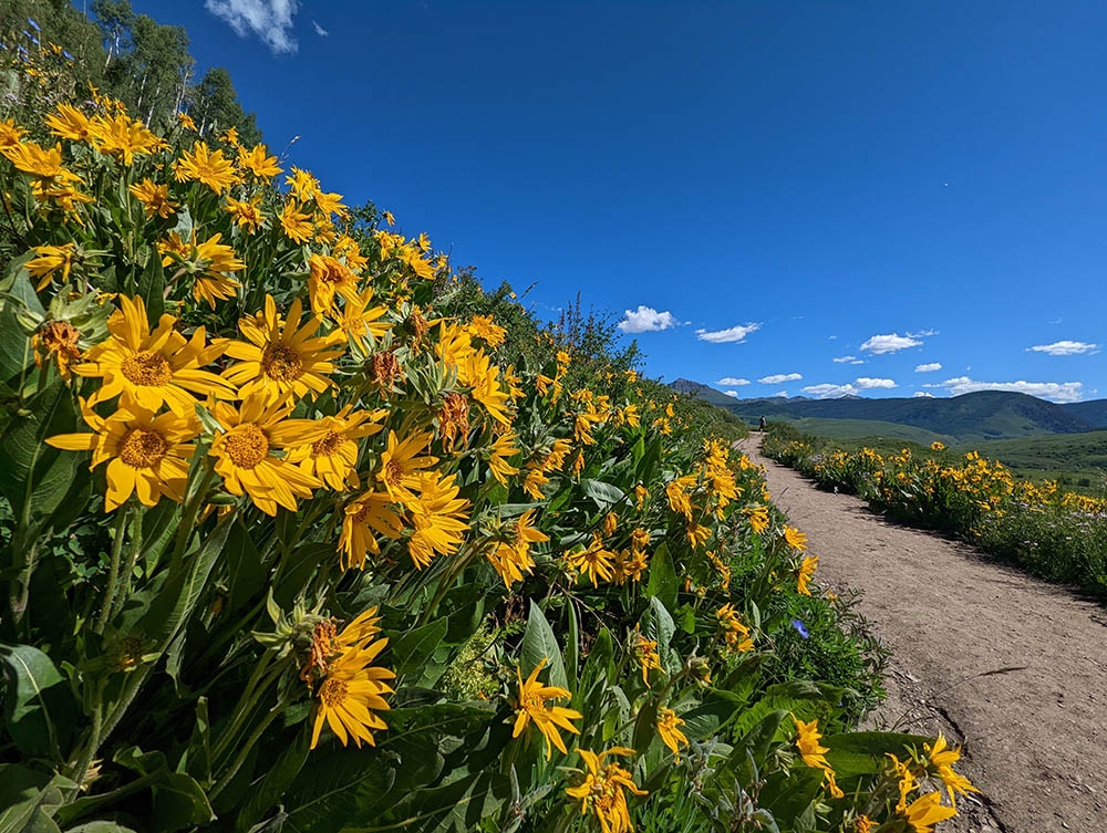 Yellow wildflowers on a hillside.