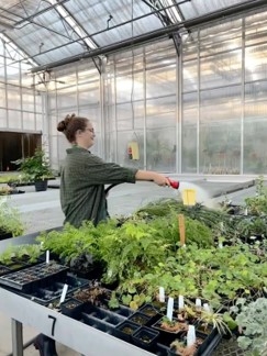 Watering plants in the greenhouse.