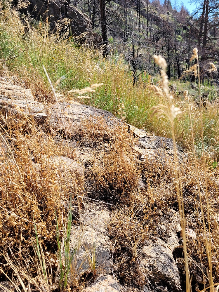 Erythranthe habitat on granite with moss