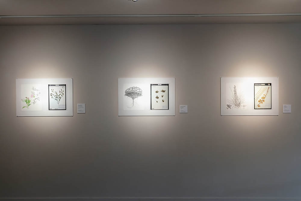 botanical illustrations