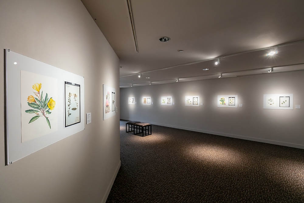 Botanical illustrations on display