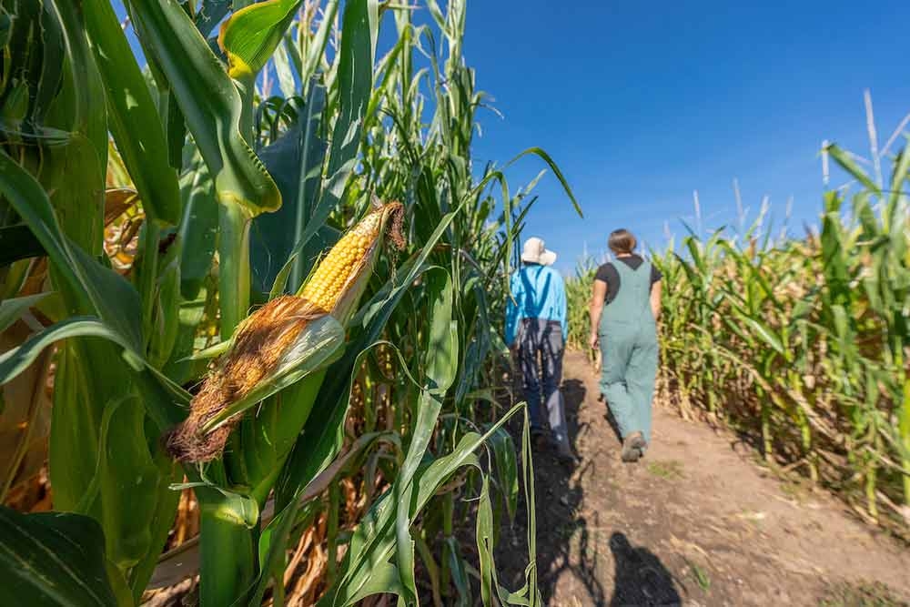 Corn Maze at Chatfield Farms in September