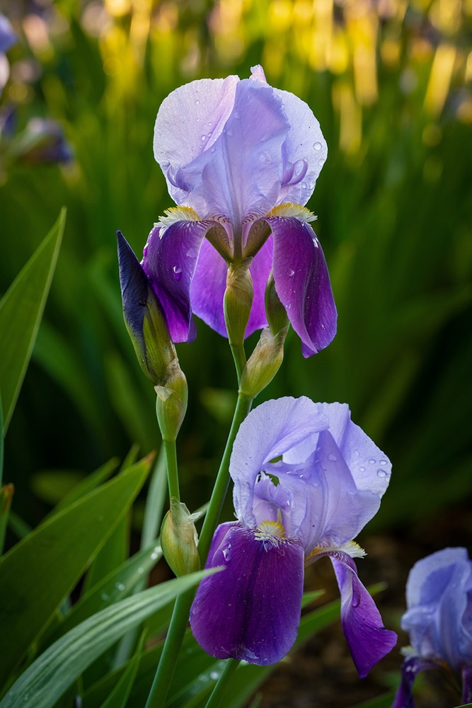 May Walking Tour – Iris Collection | Denver Botanic Gardens