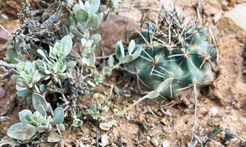 Cactus on the Move | Denver Botanic Gardens