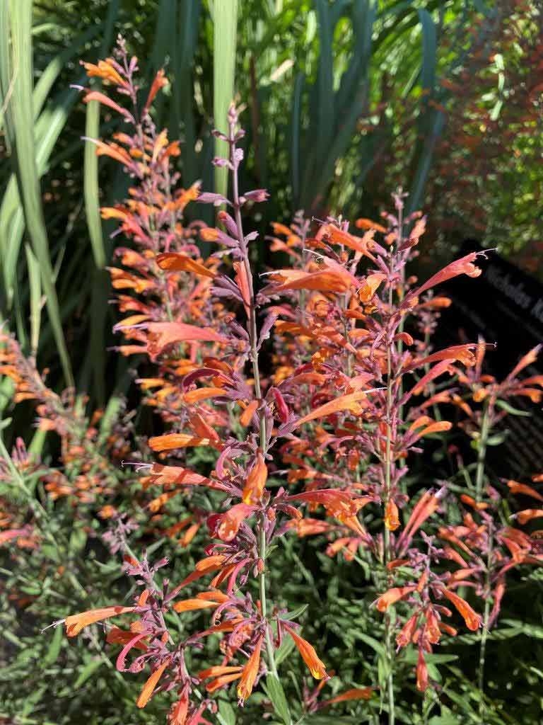 September Walking Tour – Everything is Connected | Denver Botanic Gardens