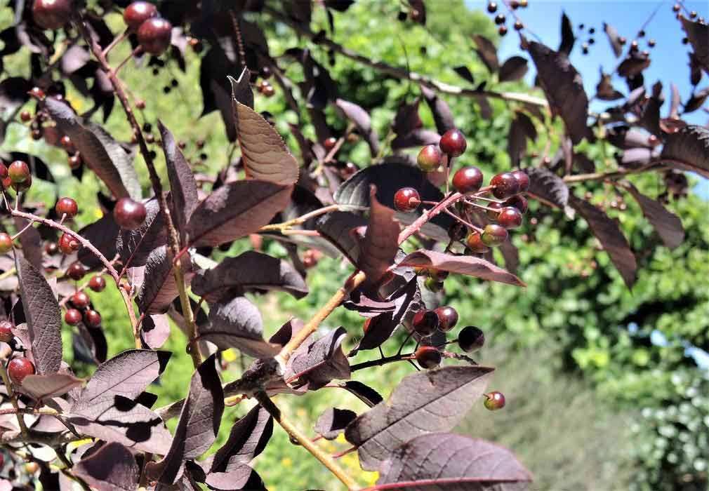 Prunus × virginiana SUCKER PUNCH® (Choke Cherry)