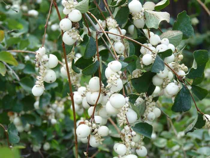 Symphoricarpos albus (Snowberry)