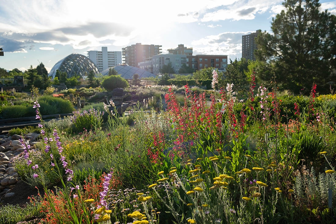 Positive Impact of Green Roofs