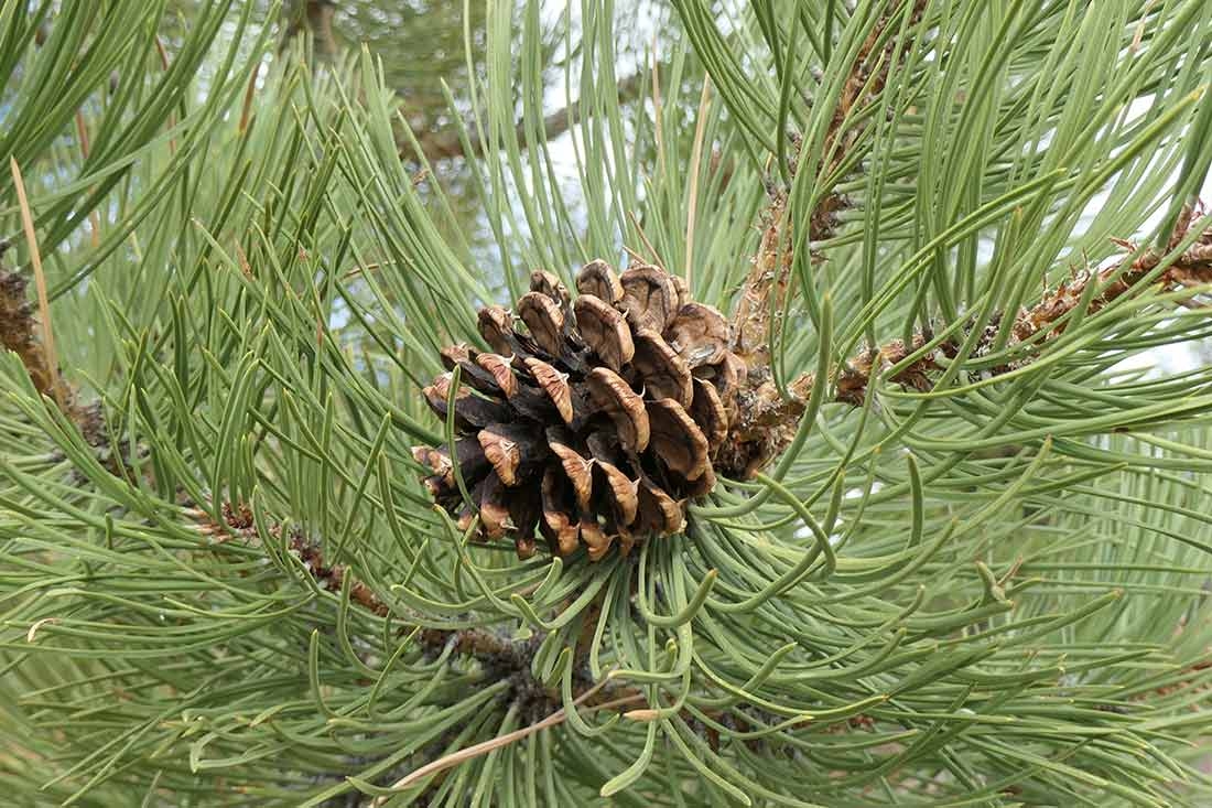 November Walking Tour – Birds Flock to Denver Botanic Gardens | Denver ...