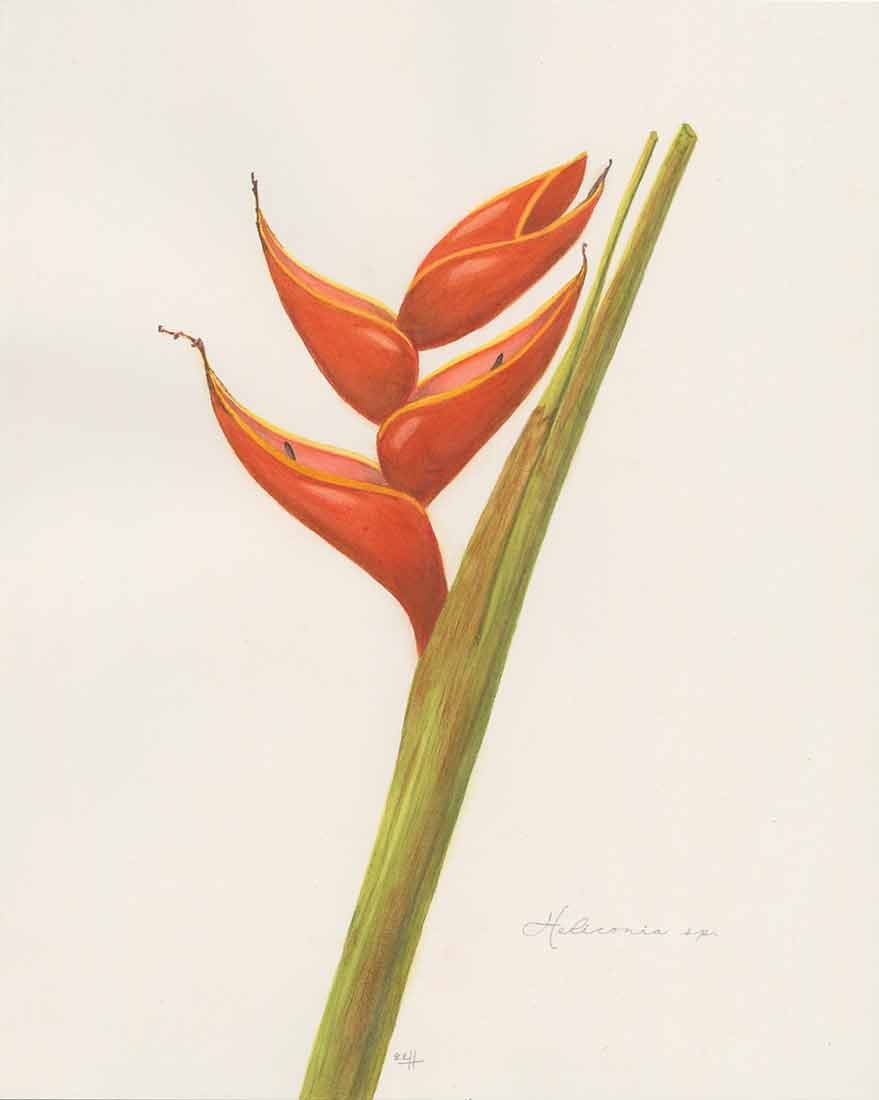 Erin Haley, “Heliconia” sp., watercolor, 2023.