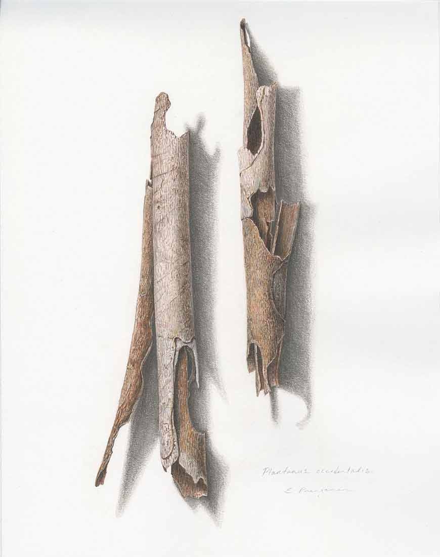 Emily Prengaman, “Platanus occidentalis,” (sycamore), colored pencil, 2023.