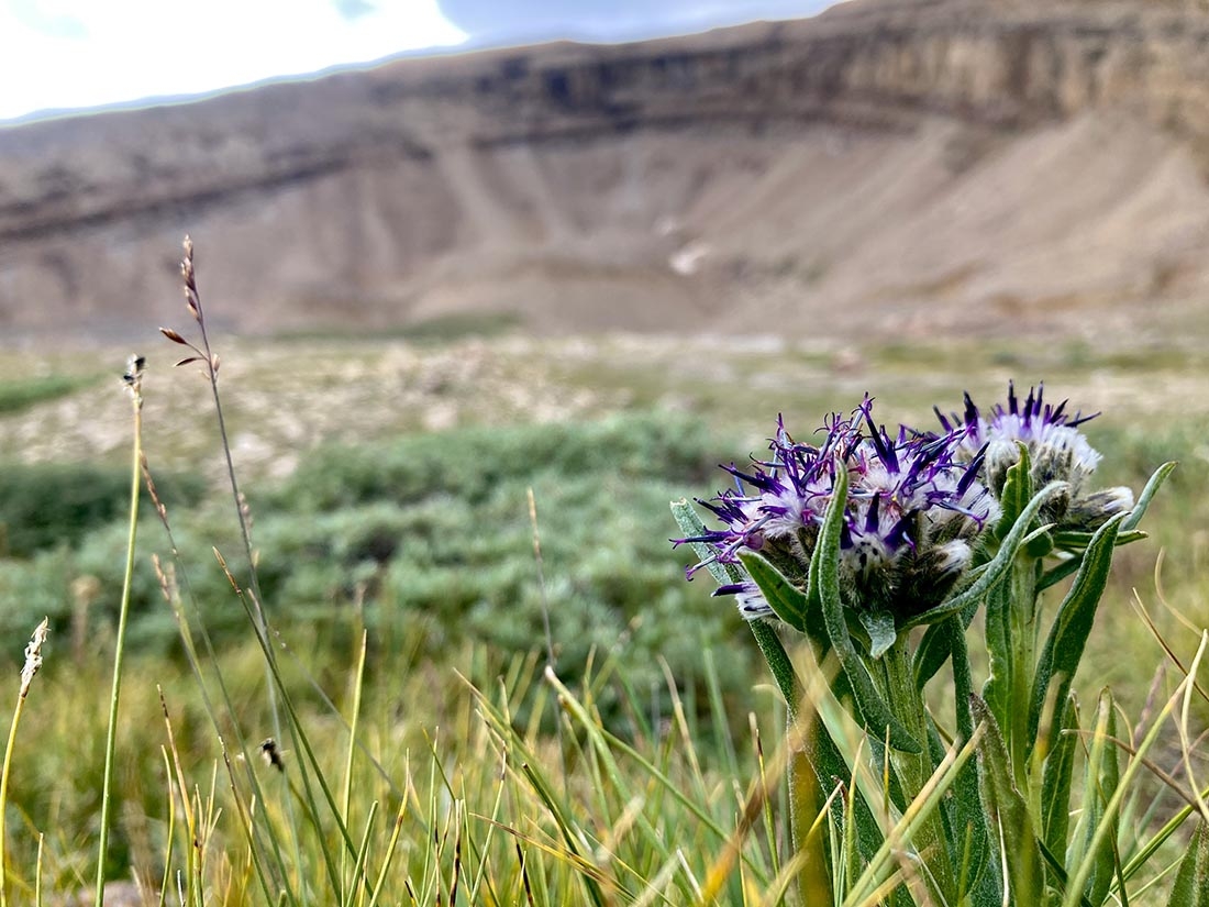 ECOVIEWS: Tumbleweed: A botanical success story