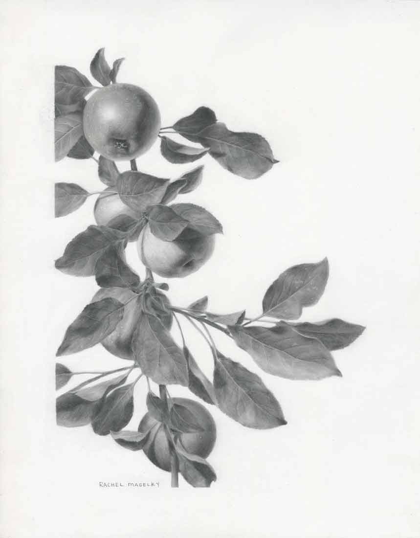 Rachel Sturtz, “Malus domestica,” (McIntosh apples), carbon dust, 2023.