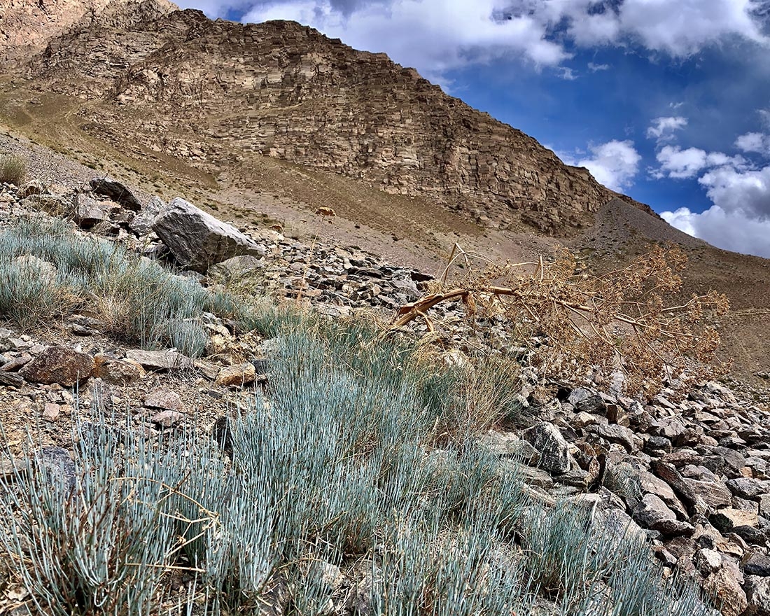 wild lands with native plants