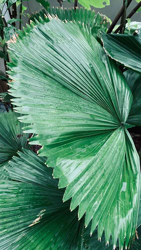 The incredibly slow-growing ruffled fan palm Licuala grandis