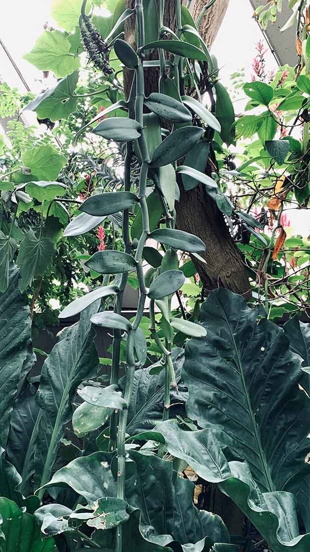 The vanilla orchid Vanilla planifolia