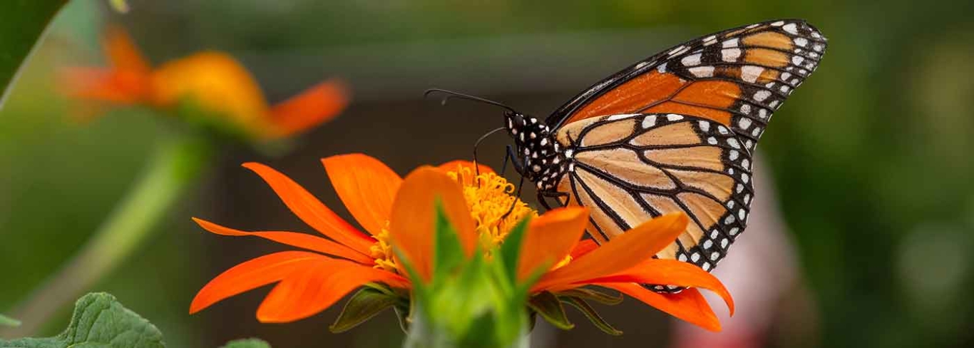 Big Day of Bugs | Denver Botanic Gardens