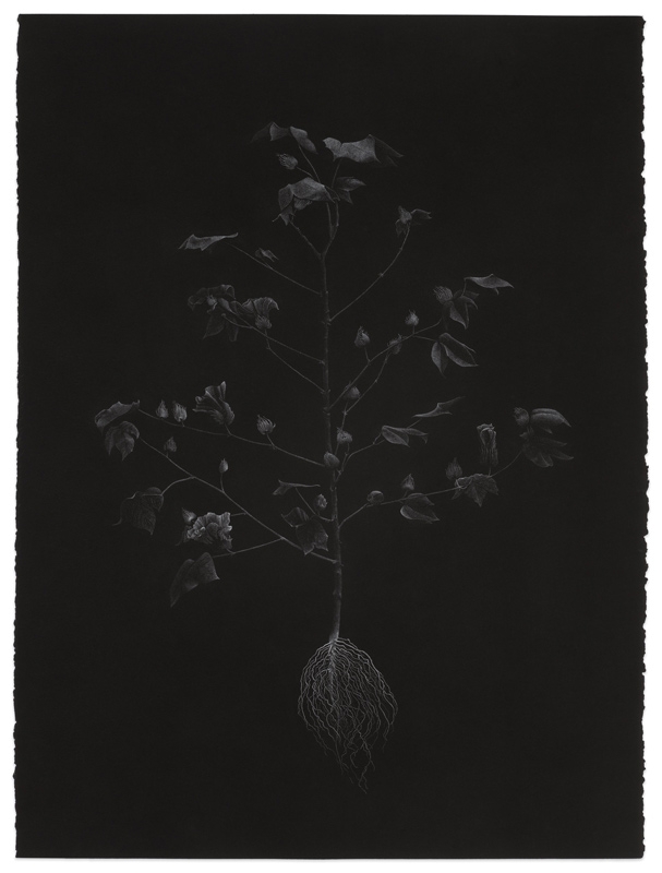 Catherine Owens, "Cotton," ink, 2019.