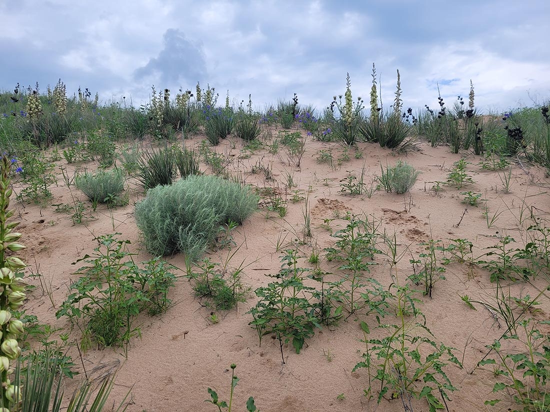dune plant community