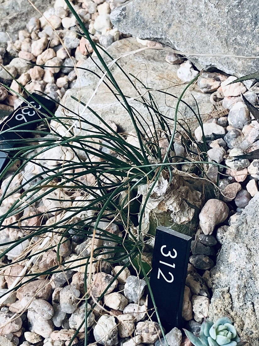 Ornithogalum sp. ’Western Cape’