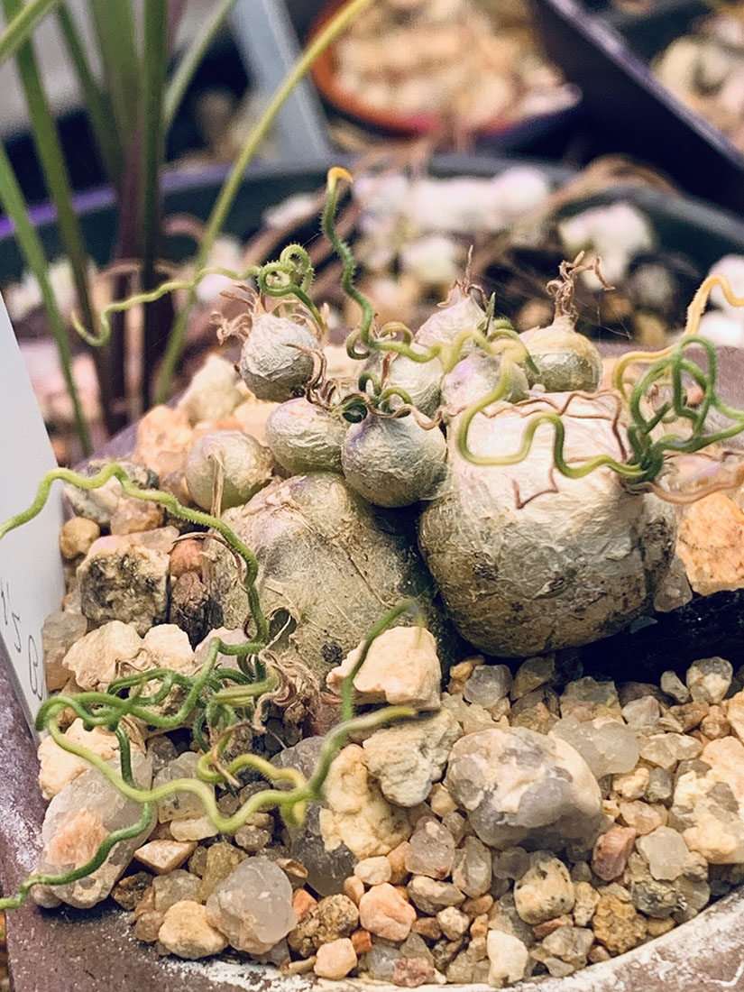 Ornithogalum thunbergii