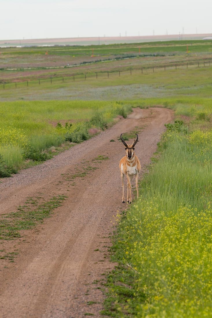 Pronghorn