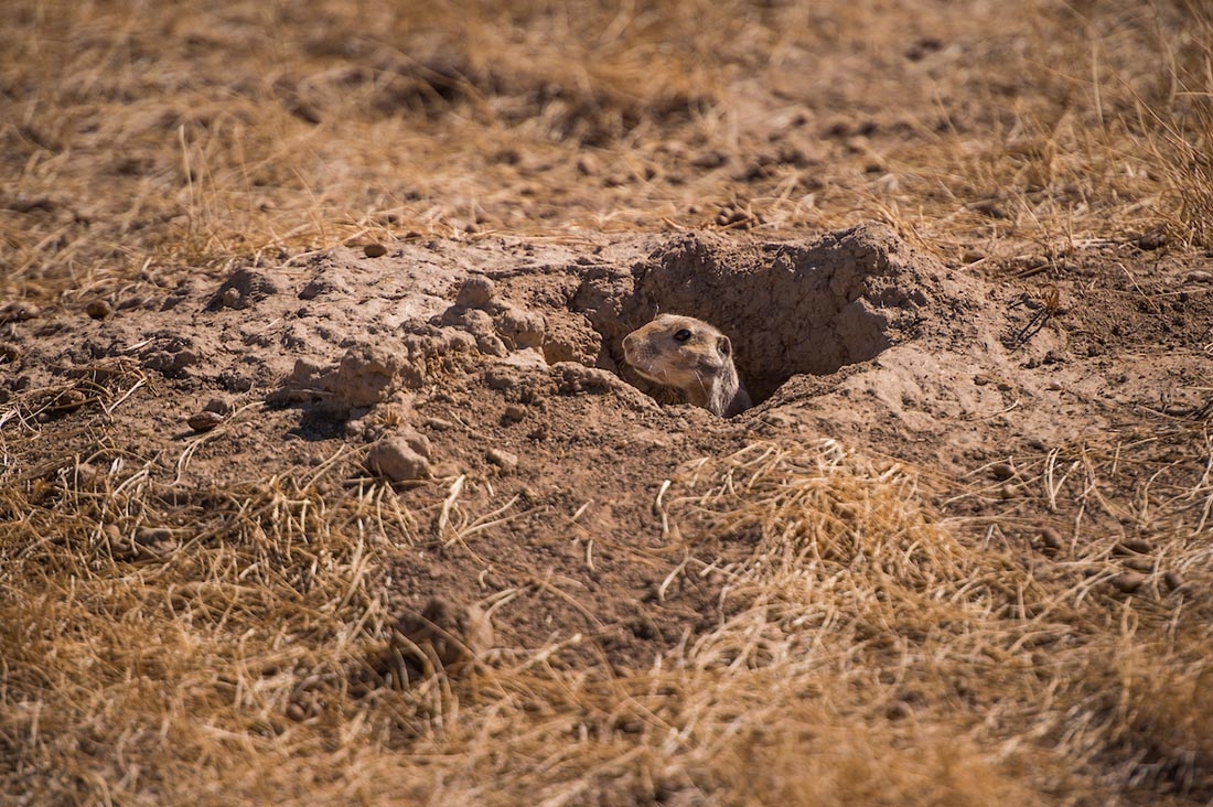 Prairie dog