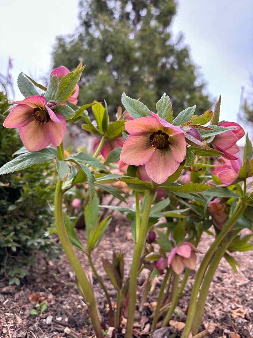 Helloborus x 'Apricot Blush' Winter Jewels