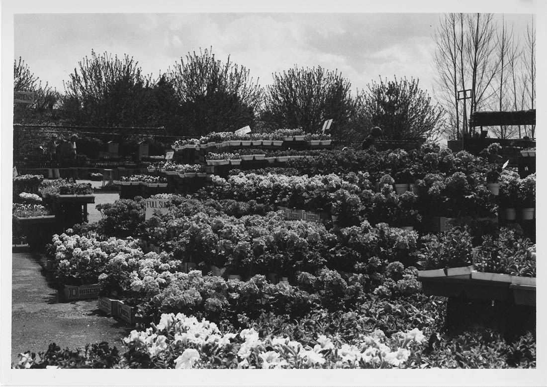 black and white photo plant sale flowers