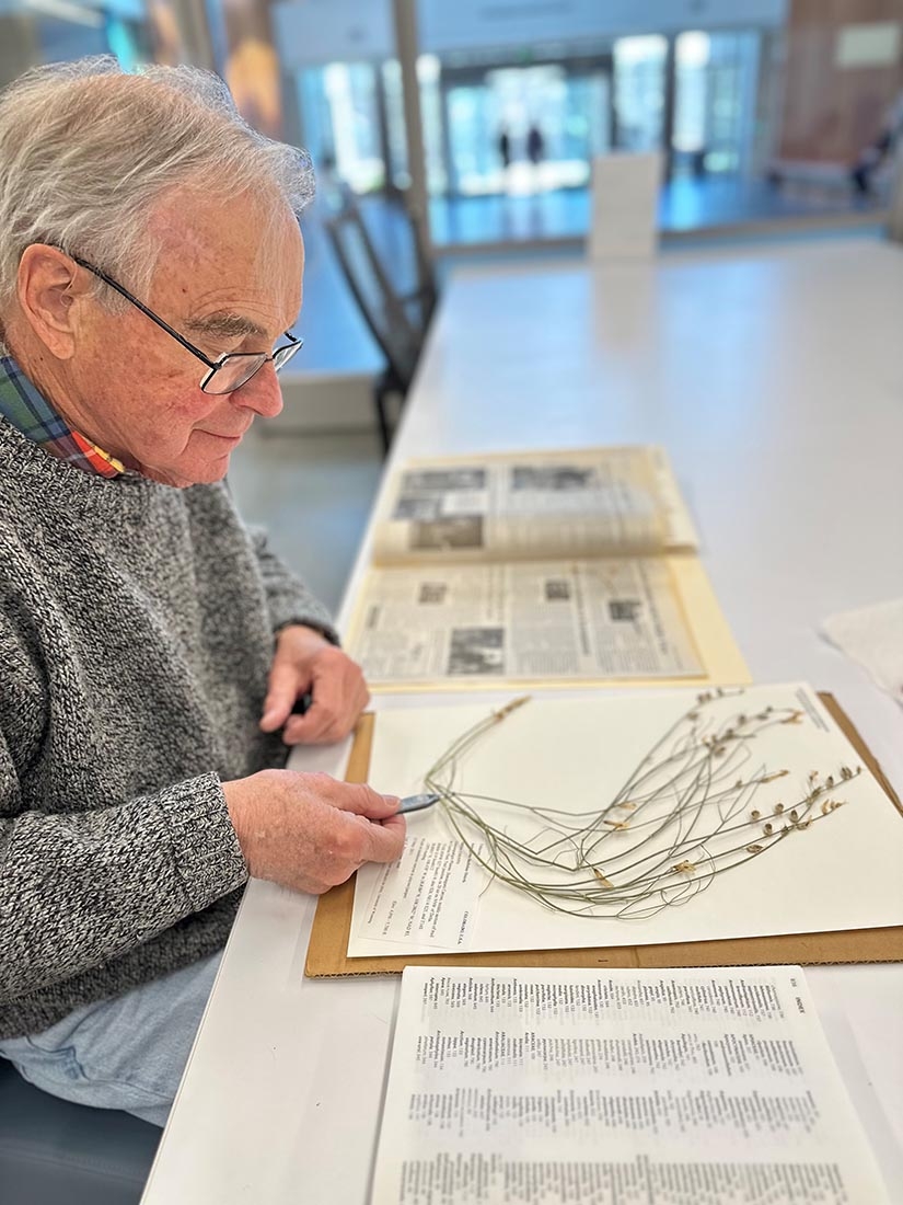 Man with dried plant specimen on paper
