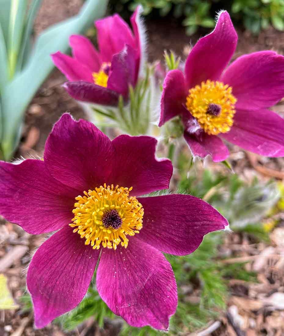 Pulsatilla vulgaris 'Rote Gloke' with purple leaves and bright yellow center.