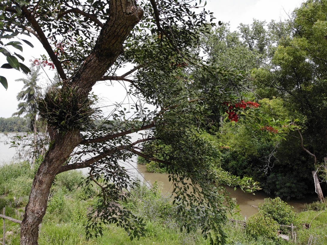 Parana de las Palmas wetlands