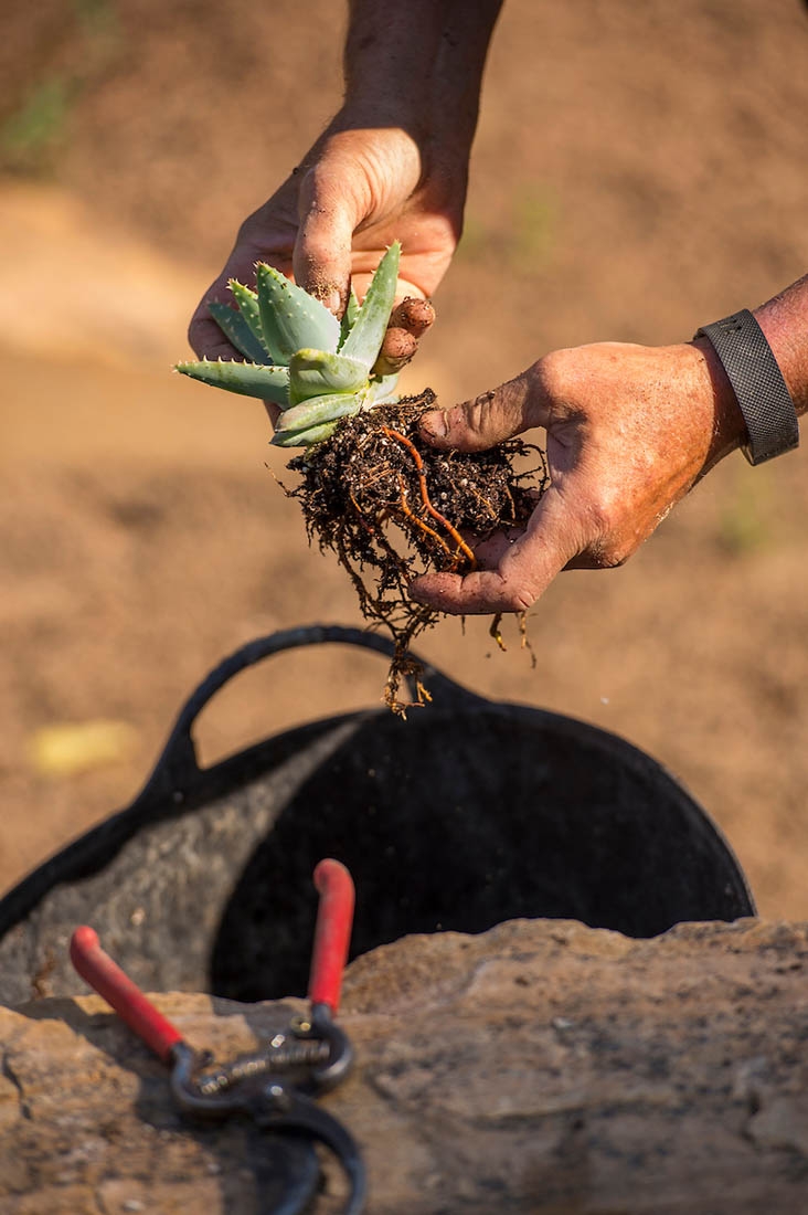 Removing soil from plant roots