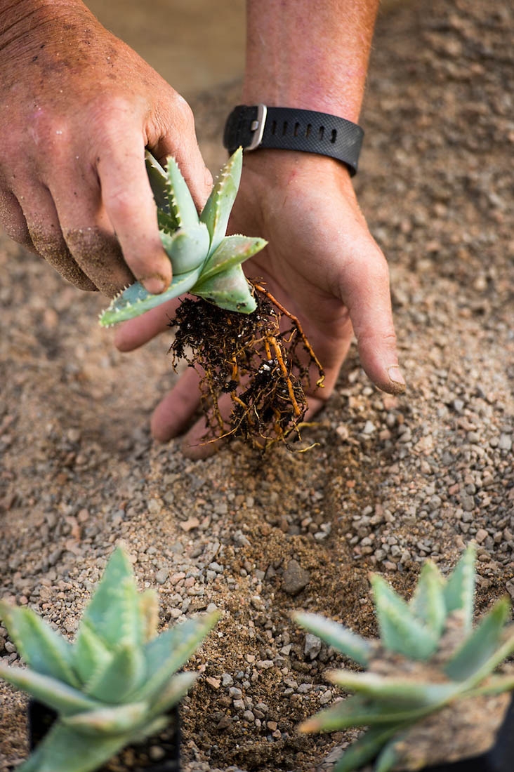 Displaying bare plant roots on a hand