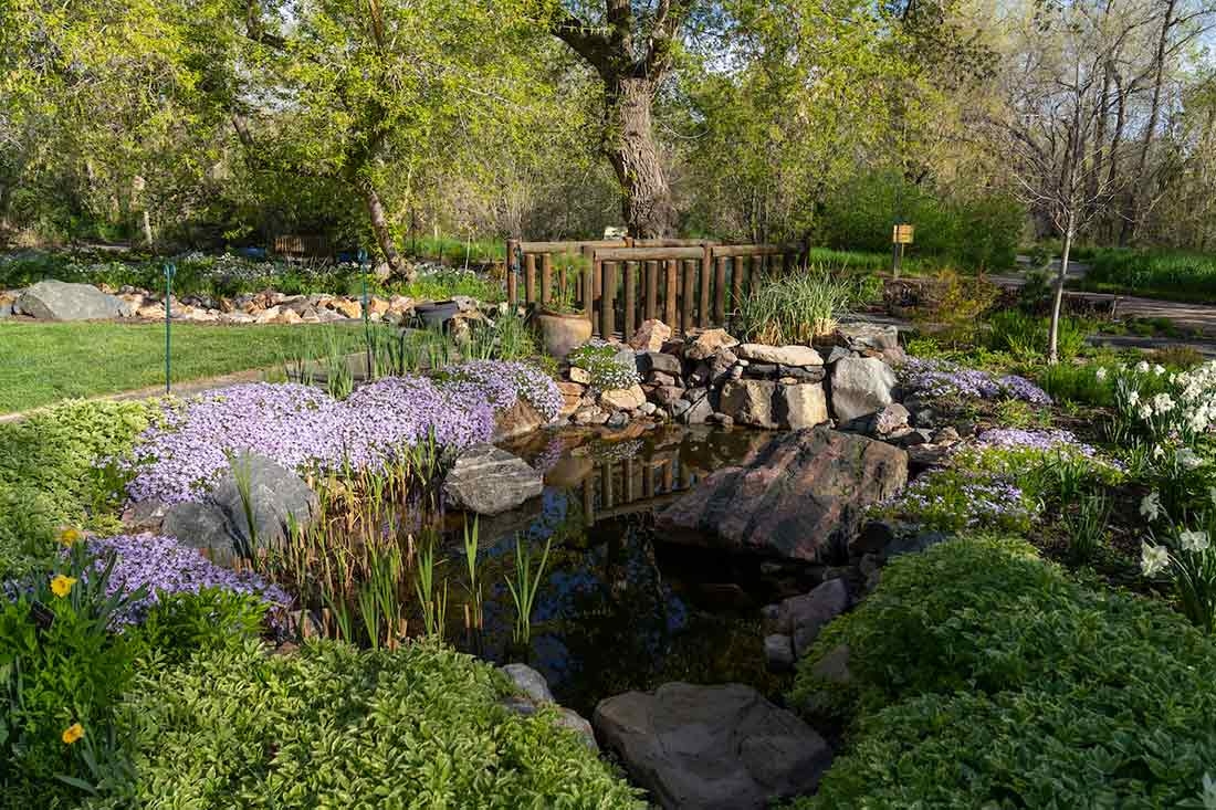 Small pond with bridge and a low mound of purple flowers