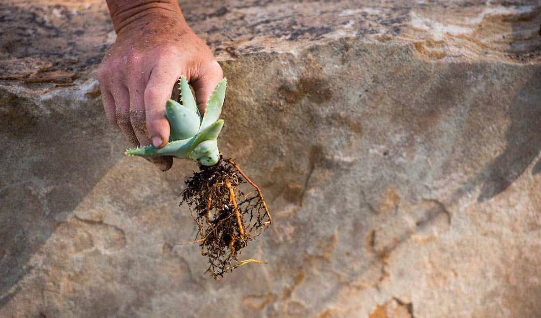 Displaying bare roots against a stone background