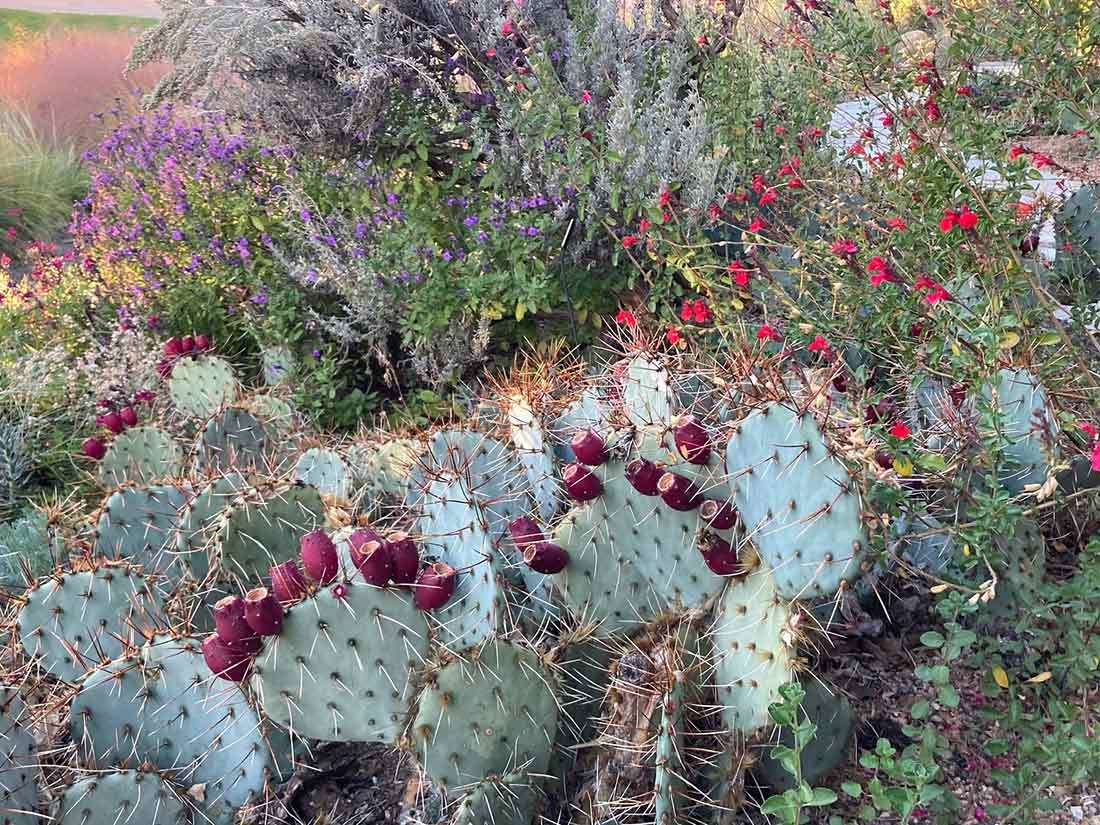 Mary DiPietro Opuntia in the Water-Smart Garden