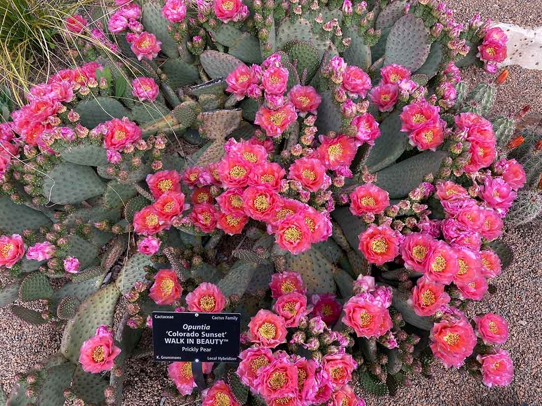 Opuntia 'Colorado Sunset' WALK IN BEAUTY™ in Nexus Garden