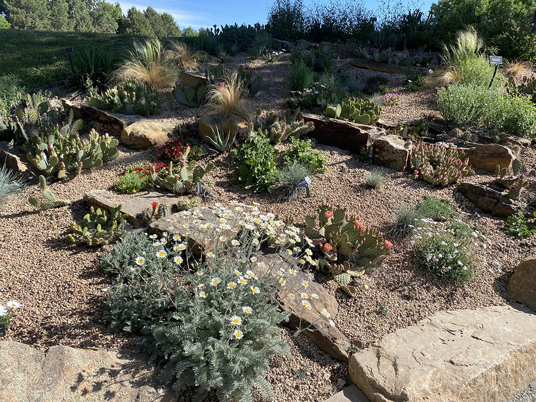 Cactus and other low-water plants in garden