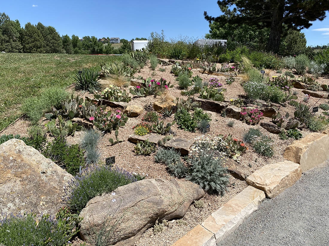 Cactus and other low-water plants in garden