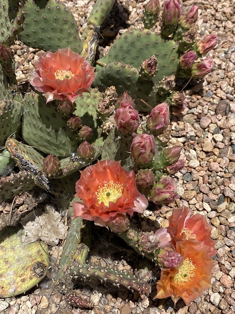 Opuntia Orang-i-tang