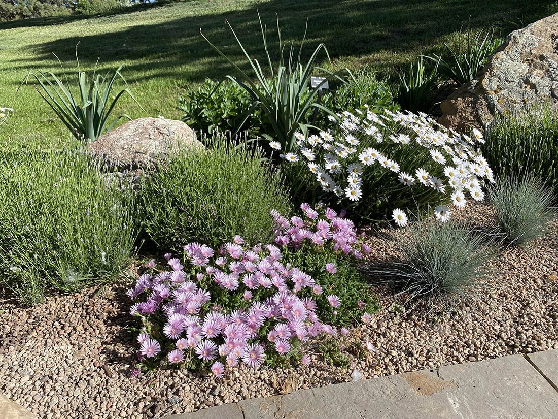 ice plant, dwarf lavender and white sun daisy