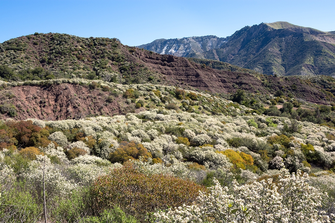 Angeles National Forest