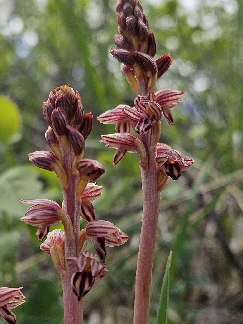 Close-up of striped coralroot orchids