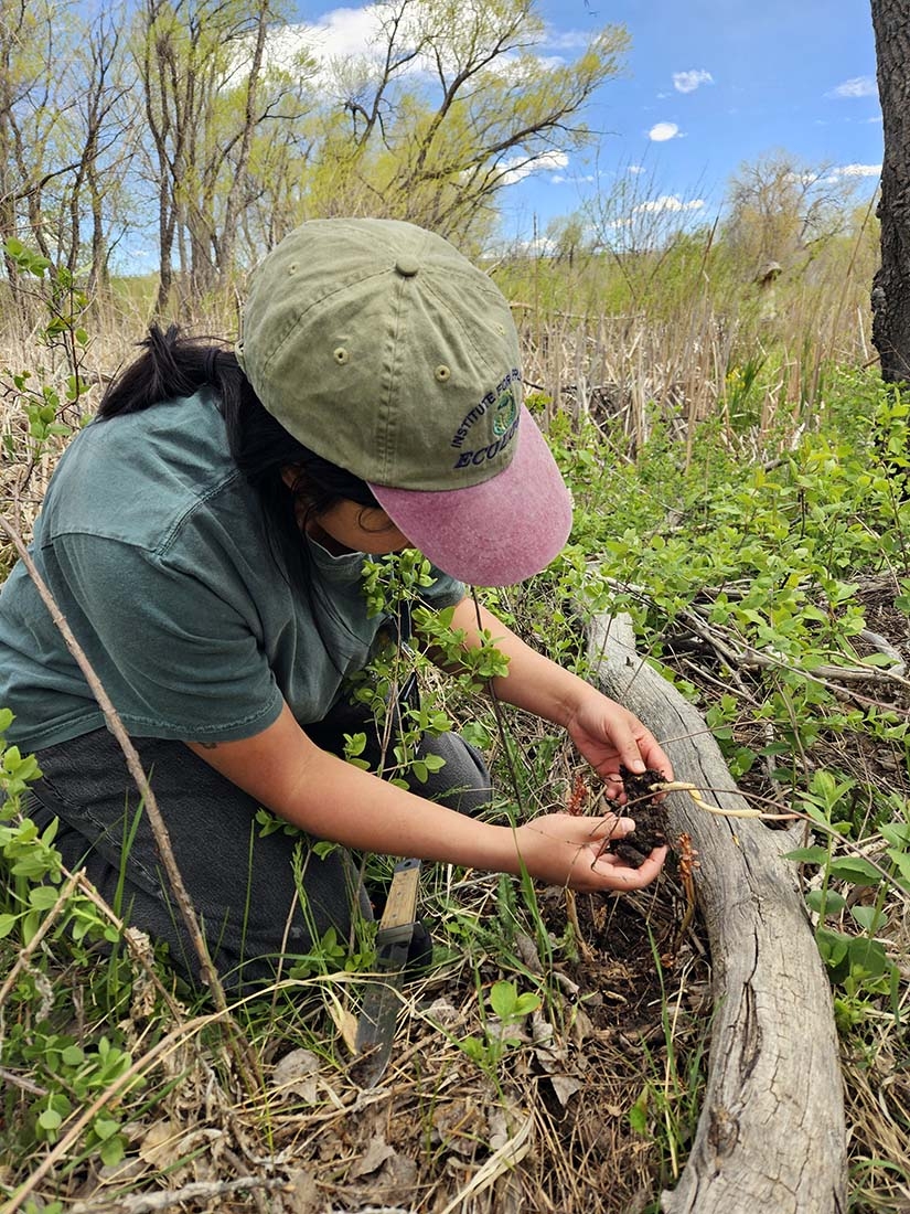 Person in hat removing soil from striped coralroot orchid stem