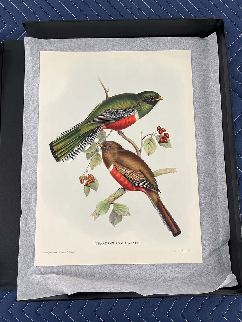Lithograph featuring two birds, one with green feathers and one with brown 