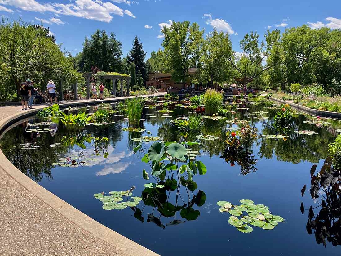 Waterlilies in the Monet Pool