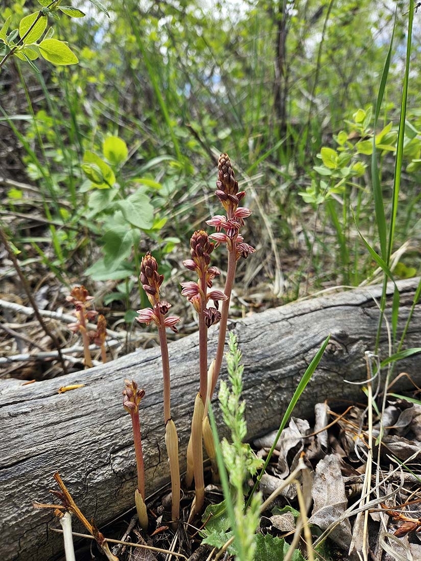 Striped coralroot orchids