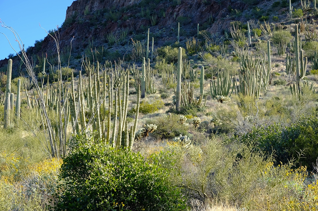 Shrubland with cacti