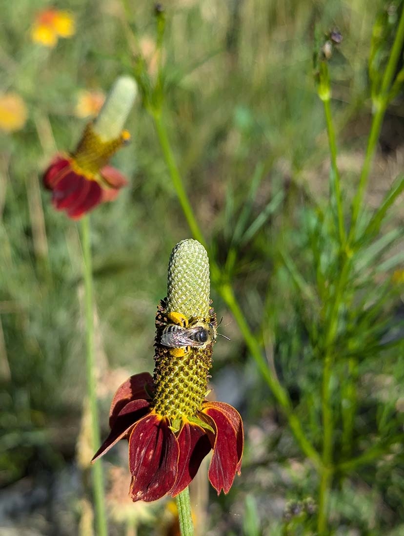 Bee on a coneflower